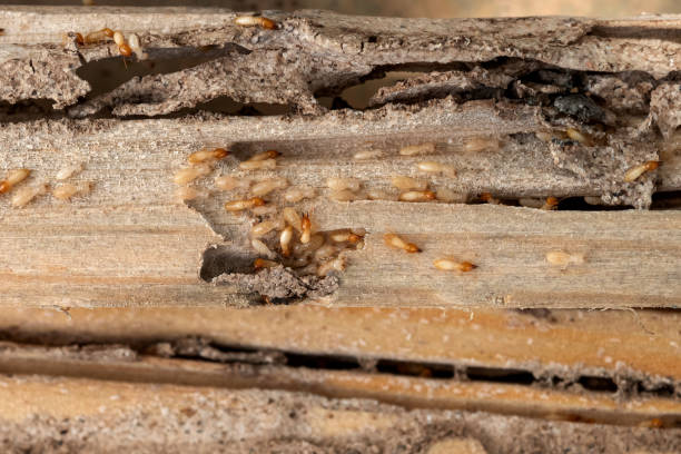 Best Residential Pest Control  in Blanding, UT