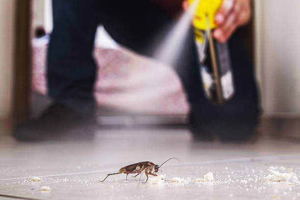 Spider Control Near Me in Blanding, UT